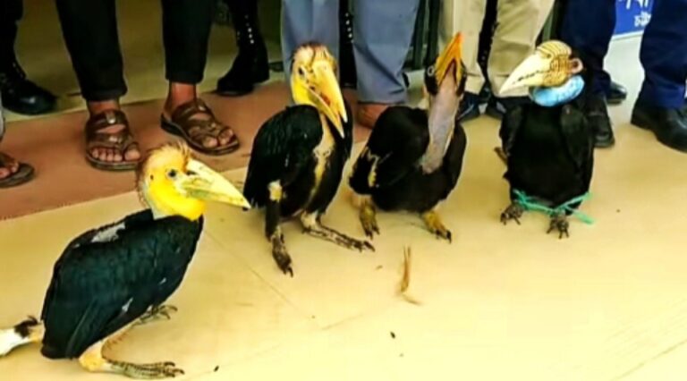 বাঁশখালীতে বিরল প্রজাতির ৪টি রাজ ধনেশ উদ্ধার, দুই পাচারকারীকে ৬ মাসের কারাদণ্ড