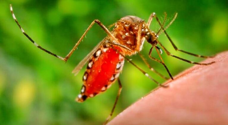 ডেঙ্গুতে আরও ১৩ জনের মৃত্যু, হাসপাতালে ভর্তি ১৬৭৩ জন