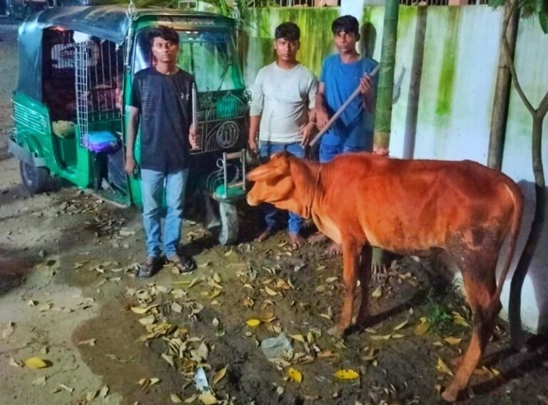 রাউজানে গরু চোর চক্রের ৩ সদস্য গ্রেপ্তার, চোরাই গরু উদ্ধার