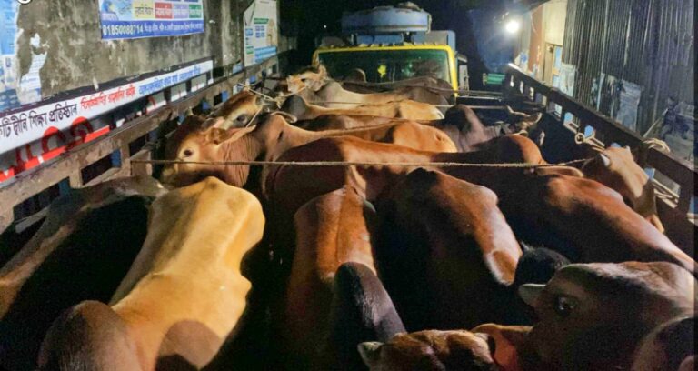 চট্টগ্রামের সীতাকুণ্ডে লুট হওয়া ১২টি কোরবানির গরু ২৪ ঘণ্টার মধ্যে উদ্ধার, গ্রেফতার ১