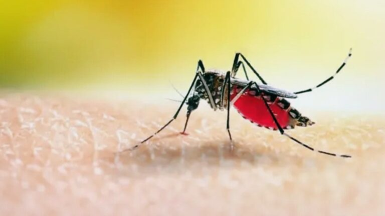 ডেঙ্গুতে ২৪ ঘণ্টায় ৯ জনের মৃত্যু